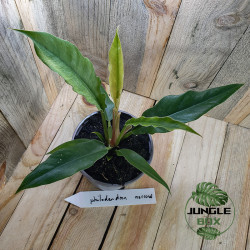 Philodendron narrow