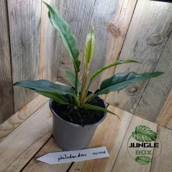 Philodendron narrow