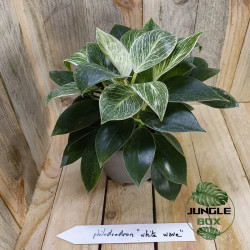 Philodendron white wave
