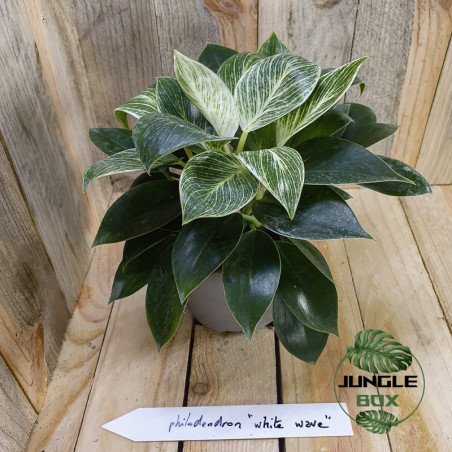 Philodendron white wave