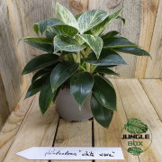 Philodendron white wave ou birkin