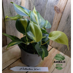 Philodendron brasil