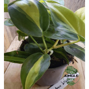 Philodendron brasil