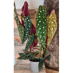 Begonia maculata