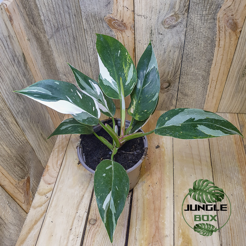Philodendron white knight