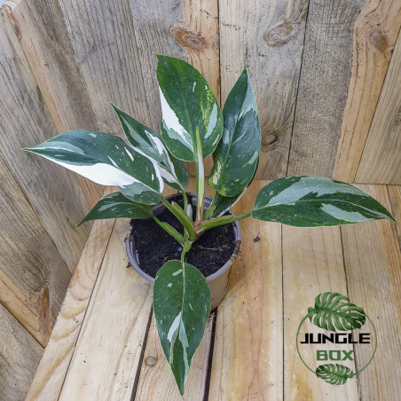 Philodendron white knight