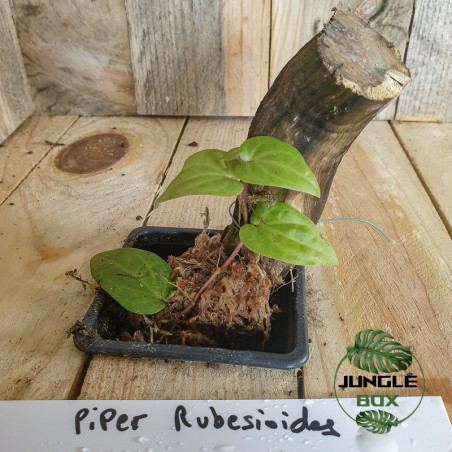 Piper rubesioides