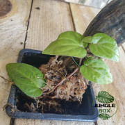 Piper rubesioides