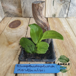 Rhaphidophora korthalsii
