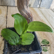 Rhaphidophora korthalsii
