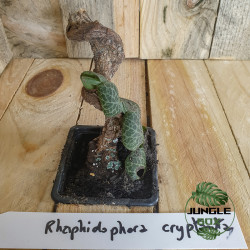 Rhaphidophora cryptantha