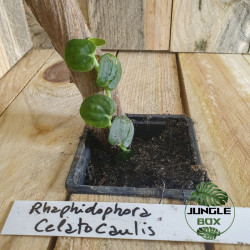 Rhaphidophora celatocaulis
