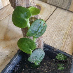 Rhaphidophora celatocaulis