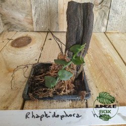 Rhaphidophora hayi