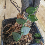 Rhaphidophora hayi