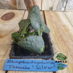 Rhaphidophora tenuis silver forme