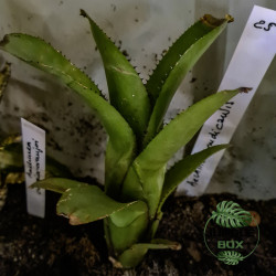 Aechmea nudicaulis