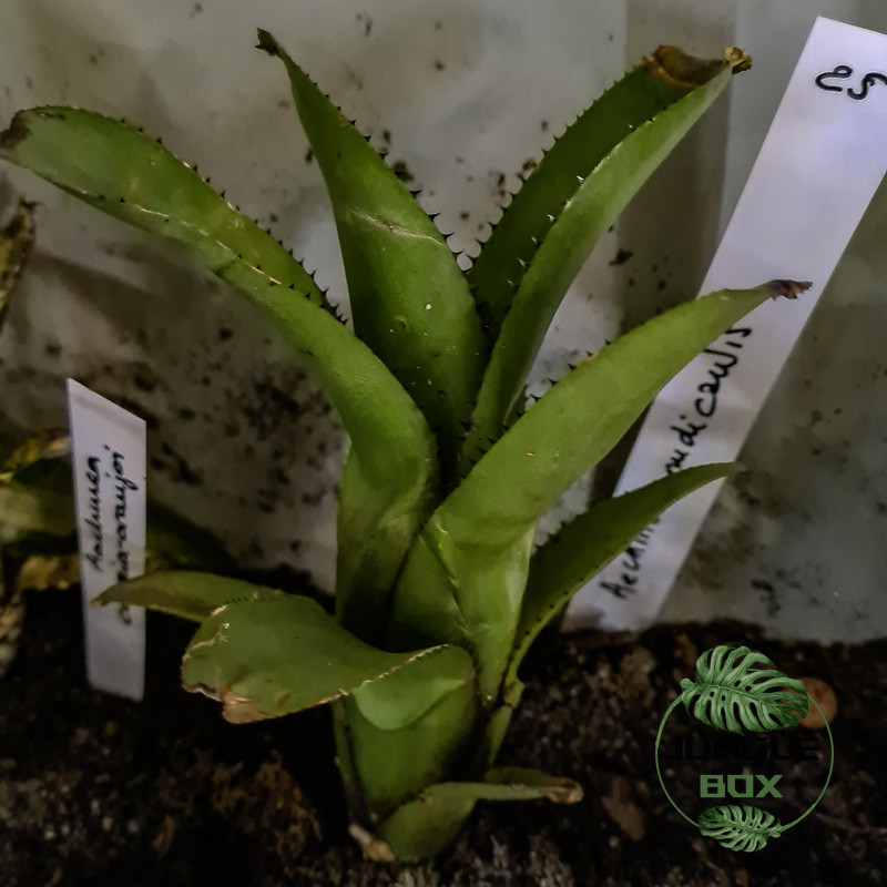 Aechmea nudicaulis