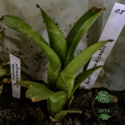 Aechmea nudicaulis