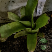 Aechmea nudicaulis