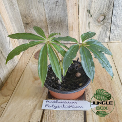 Anthurium polyschistum