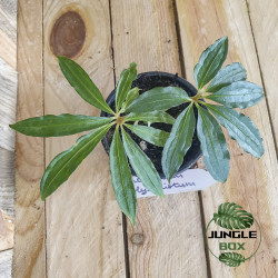 Anthurium polyschistum