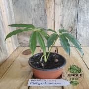 Anthurium polyschistum