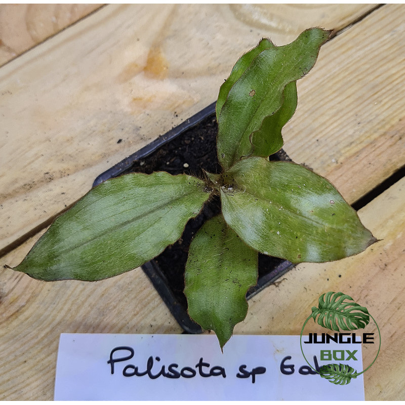Palisota sp Gabon