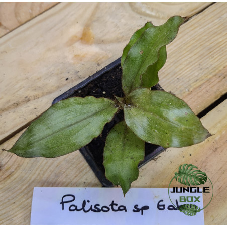 Palisota sp Gabon