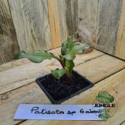 Palisota sp Gabon