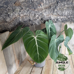 Philodendron gloriosum