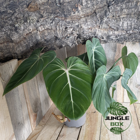 Philodendron gloriosum