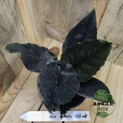 Alocasia antoro velvet