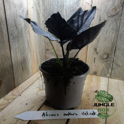 Alocasia antoro velvet
