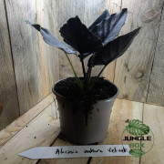 Alocasia antoro velvet