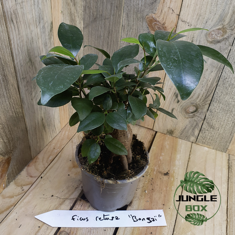 Ficus retusa bonsaï