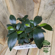 Ficus retusa bonsaï