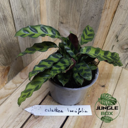 Calathea lancifolia