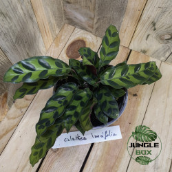 Calathea lancifolia
