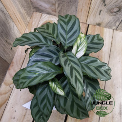Calathea freddie