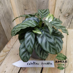 Calathea freddie
