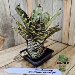 Aechmea correia-araujoi