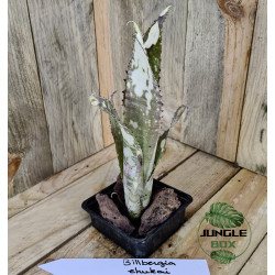 billbergia ehukai