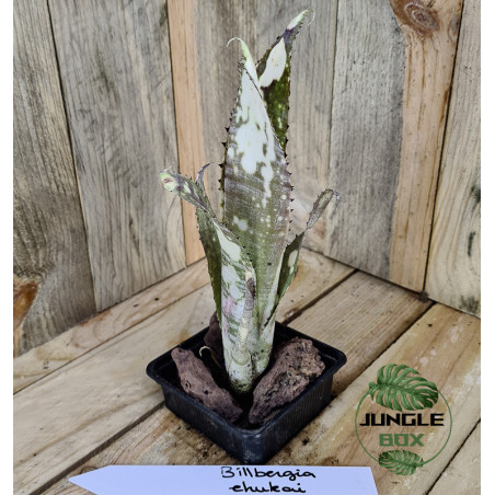 billbergia ehukai