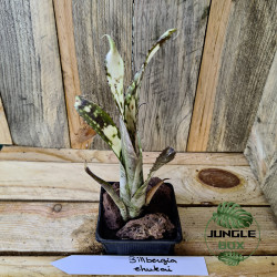 billbergia ehukai