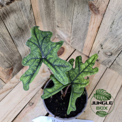 Alocasia jacklyn