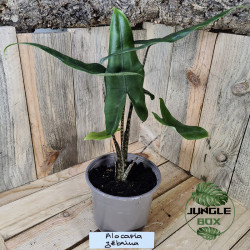 Alocasia zebrina