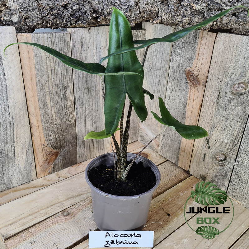 Alocasia zebrina