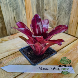 Neoregelia Iris bromeliacée