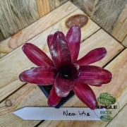 Broméliacée pour terrarium planté